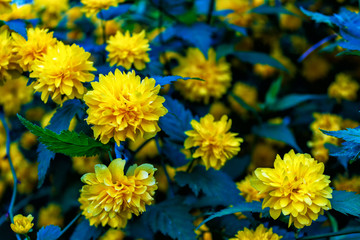 Colorful floral background of flowers. Flowering bushes.