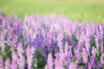 soft focus on field colors of violet