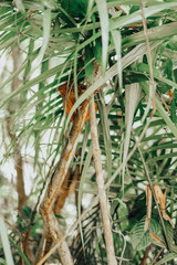 Tarsier Bohol Jungle