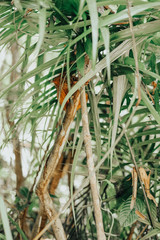 Obraz premium Tarsier Bohol Jungle