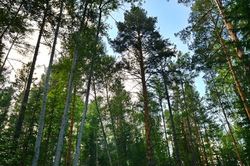 Beautiful sky over the Siberian taiga
