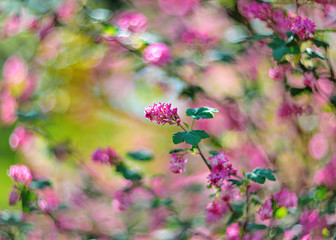 April blooming pink flowers (Ribes sanguineum) in spring garden bokeh background. Red flowering...