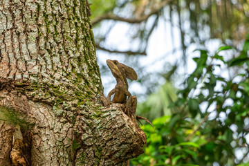 Brown basilisk (Basiliscus vittatus) lizard, male, sitting on southern live oak tree - Long Key Natural Area, Davie, Florida, USA
