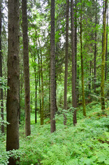 High slender tree trunks and a fern in a mixed forest