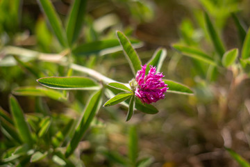 Zigzag clover in bloom with strong color. Trifolium medium in steppe, Ukraine