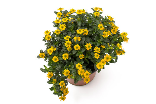 Husarenkn&ouml;pfchen (Sanvitalia procumbens)