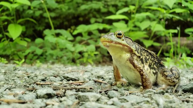 Close up shot of an American bullfrog in its natural habitat