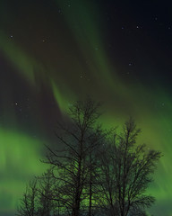 Fototapeta na wymiar Northern Lights Tree