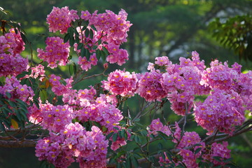 Obraz premium tabebuia rosea