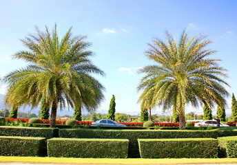 two palm with blue sk background