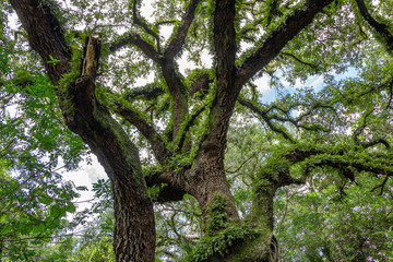 Live oak (Quercus virginiana) intertwined tree limbs, branches covered with resurrection fern (Pleopeltis polypodioides) against sky in forest - Long Key Natural Area, Davie, Florida, USA