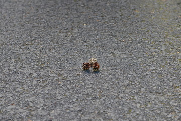 Three pine cones on the asphalt