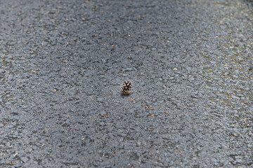 Pine cone on asphalt