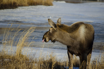 Moose tongue