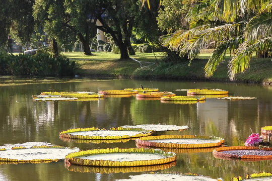 the victoria lotus pond