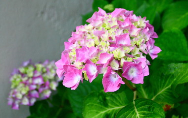 hortensia rose dans jardin