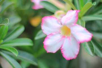 Beautiful pink flowers can be used to make cards or as background.