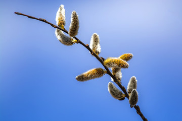 Pussy willows
