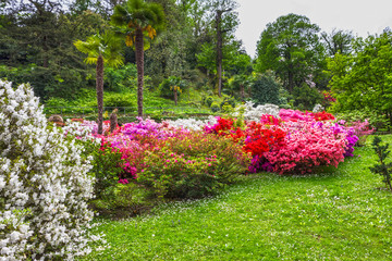 Villa Taranto. Spring blossoming rhododendrons in botanical garden, Stresa, Italy, Lombardy
