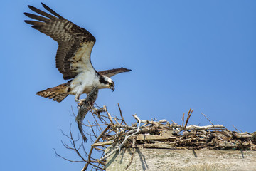 osprey with striped bass