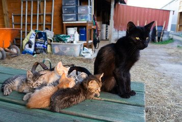 Obraz premium Cat Family with Dad