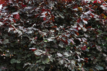 dark red leaves on the tree