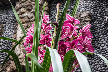 orchid pink flowers (phalaenopsis) close up