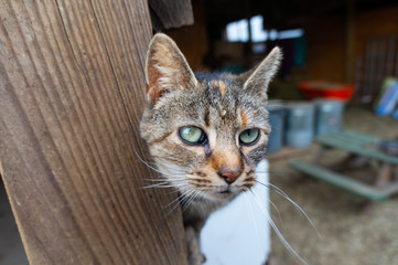Obraz premium Cat against wood