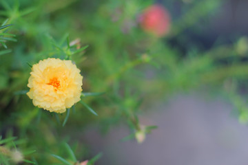 Flower Portulaca oleracea Beautiful yellow