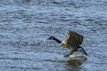 water skiing goose