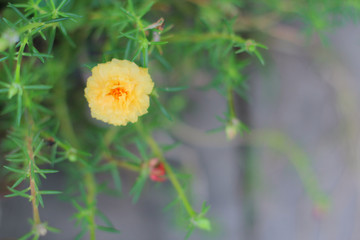 Flower Portulaca oleracea Beautiful yellow
