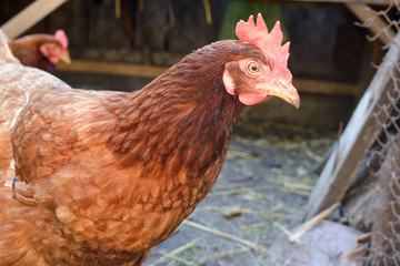 home chicks in the yard