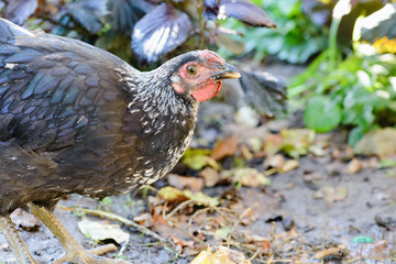 home chicks in the yard