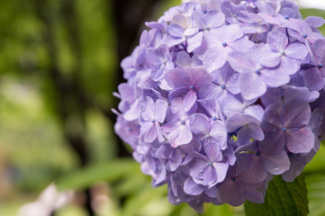 Ajisai flower