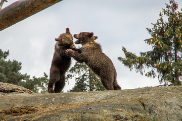 Bear cubs fighting