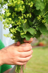 Fototapeta na wymiar Female hands holding beautiful bouquet of lady's mantle (alchemilla) blossom. Collecting herbs in garden.