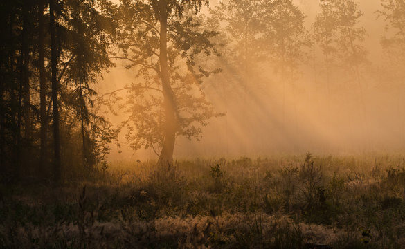 Misty forest