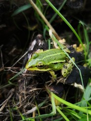 grüner Laubfrosch