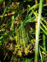 grüner Laubfrosch
