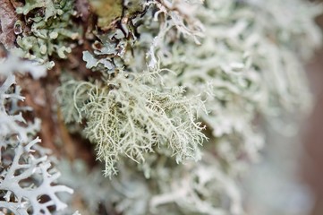 Lichens in macro view