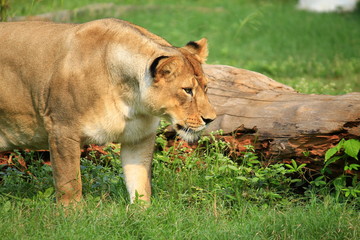 Animals