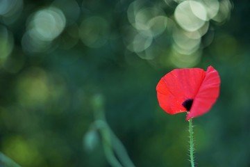Red poppy with beautiful bokeh