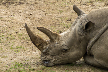 Rhino