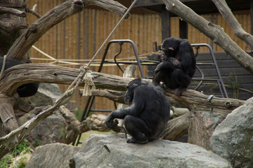 Chimpanzee 