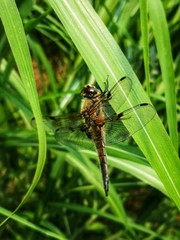 grosse braune Libelle