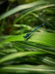blaue Libelle auf Gräser