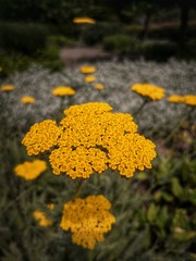 gelbe Schafgarbe