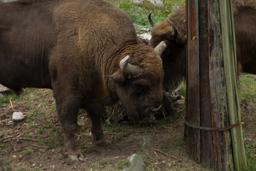 Fototapeta premium Bison