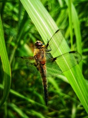 grosse braune Libelle