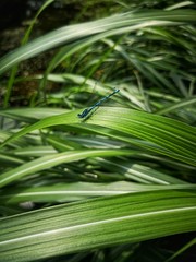 blaue Libelle auf Gräser